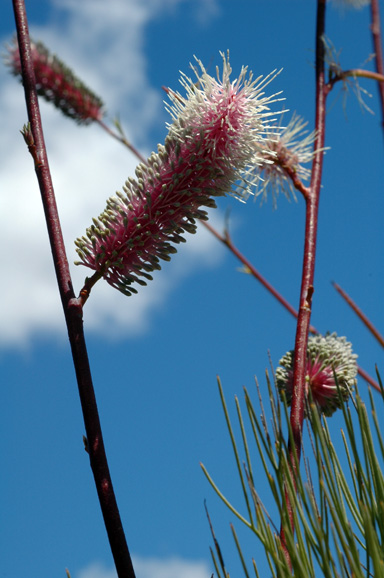 APII jpeg image of Grevillea petrophiloides subsp. magnifica  © contact APII