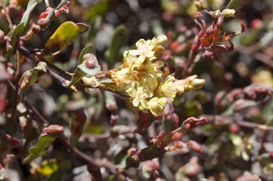 APII jpeg image of Muehlenbeckia tuggeranong  © contact APII