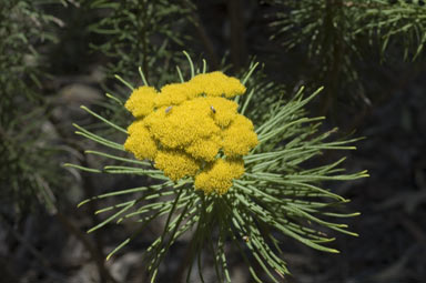 APII jpeg image of Cassinia leptocephala subsp. leptocephala  © contact APII