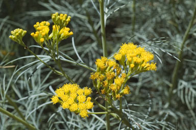 APII jpeg image of Senecio anethifolius subsp. brevibracteolatus  © contact APII