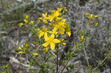 APII jpeg image of Hypericum perforatum  © contact APII