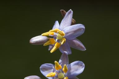 APII jpeg image of Dianella  © contact APII