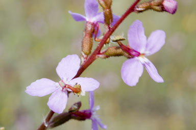 APII jpeg image of Stylidium graminifolium  © contact APII