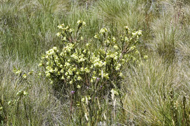 APII jpeg image of Pimelea bracteata  © contact APII