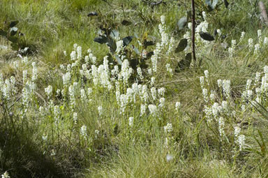 APII jpeg image of Stackhousia monogyna  © contact APII