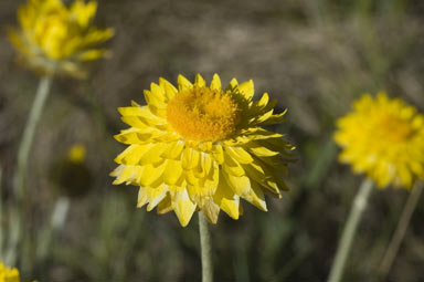 APII jpeg image of Leucochrysum albicans var. albicans  © contact APII