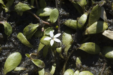 APII jpeg image of Lobelia surrepens  © contact APII