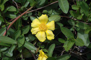 APII jpeg image of Hibbertia scandens  © contact APII