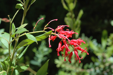 APII jpeg image of Grevillea rhyolitica 'Deua Flame'  © contact APII