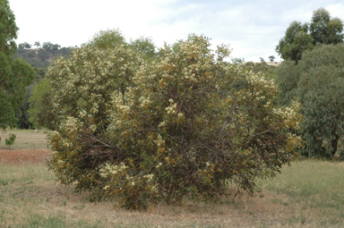 APII jpeg image of Eucalyptus argutifolia  © contact APII