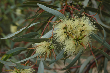 APII jpeg image of Eucalyptus macrandra  © contact APII