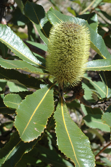 APII jpeg image of Banksia robur  © contact APII