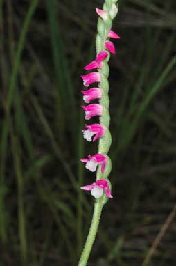 APII jpeg image of Spiranthes sinensis var. australis  © contact APII