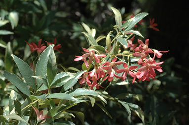 APII jpeg image of Ceratopetalum gummiferum 'Christmas Snow'  © contact APII