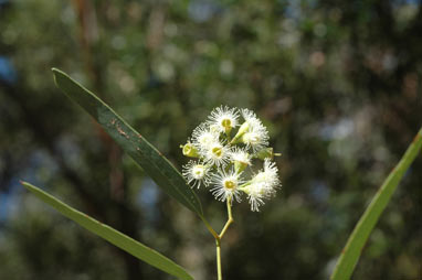 APII jpeg image of Eucalyptus intertexta  © contact APII