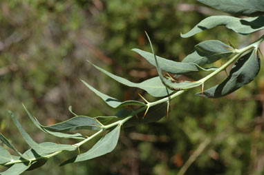 APII jpeg image of Acacia dempsteri  © contact APII