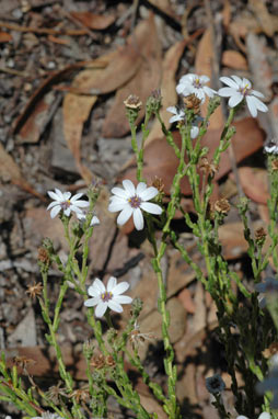 APII jpeg image of Olearia muricata  © contact APII