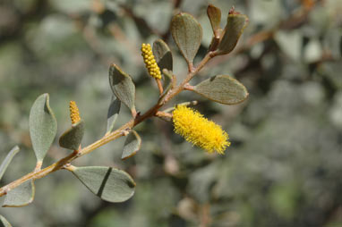 APII jpeg image of Acacia wickhamii subsp. wickhamii  © contact APII