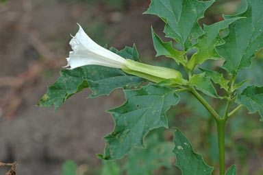 APII jpeg image of Datura stramonium  © contact APII