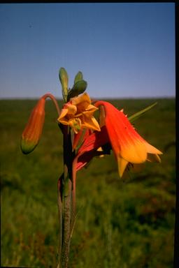 APII jpeg image of Blandfordia grandiflora  © contact APII