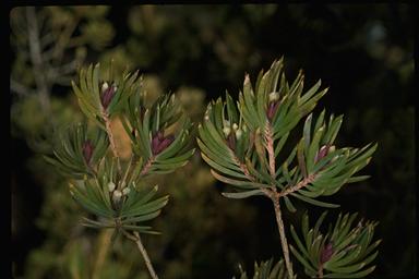 APII jpeg image of Darwinia procera  © contact APII