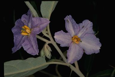 APII jpeg image of Solanum curvicuspe  © contact APII