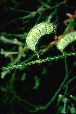 APII jpeg image of Acacia alata var. biglandulosa  © contact APII