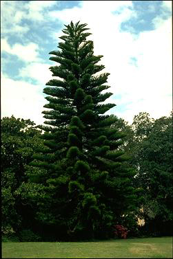 APII jpeg image of Araucaria heterophylla  © contact APII