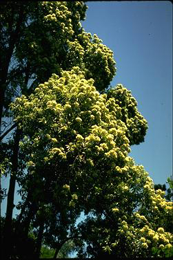 APII jpeg image of Backhousia citriodora  © contact APII