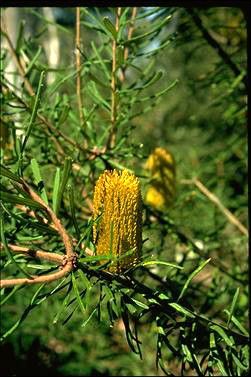 APII jpeg image of Banksia marginata  © contact APII