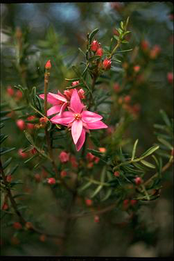 APII jpeg image of Boronia amabilis  © contact APII