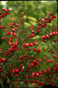 APII jpeg image of Boronia molloyae  © contact APII