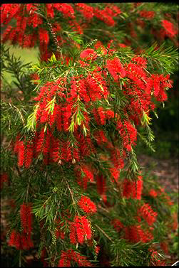 APII jpeg image of Callistemon viminalis  © contact APII