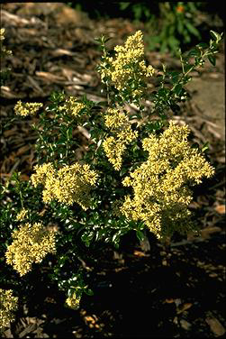 APII jpeg image of Cassinia subtropica  © contact APII