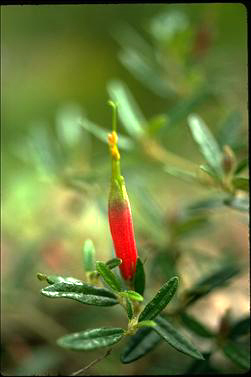 APII jpeg image of Correa decumbens  © contact APII