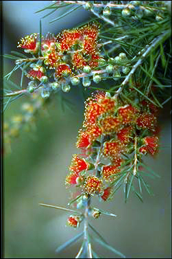 APII jpeg image of Callistemon brachyandrus  © contact APII