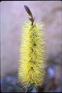 APII jpeg image of Callistemon sieberi  © contact APII