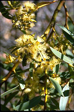 APII jpeg image of Eucalyptus flocktoniae  © contact APII