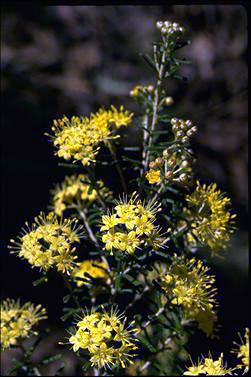 APII jpeg image of Phebalium glandulosum var. macrocalyx  © contact APII