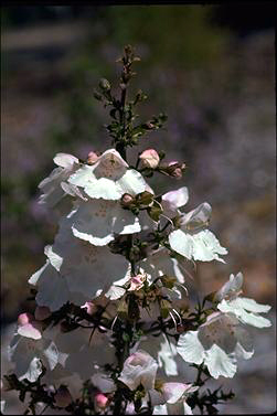 APII jpeg image of Prostanthera spinosa  © contact APII