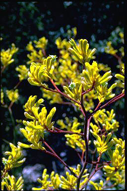 APII jpeg image of Anigozanthos 'Bush Gold'  © contact APII