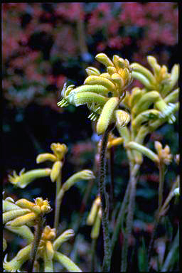 APII jpeg image of Anigozanthos 'Bush Nugget'  © contact APII