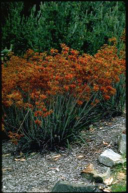 APII jpeg image of Anigozanthos 'Kings Park Federation Flame'  © contact APII