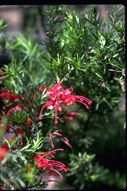 APII jpeg image of Grevillea 'Crosbie Morrison'  © contact APII