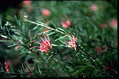 APII jpeg image of Grevillea 'Dargan Hill'  © contact APII