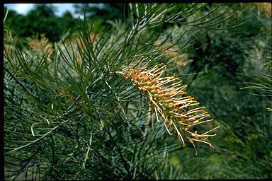 APII jpeg image of Grevillea 'Dot Brown'  © contact APII