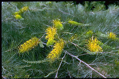 APII jpeg image of Grevillea 'Golden Lyre'  © contact APII