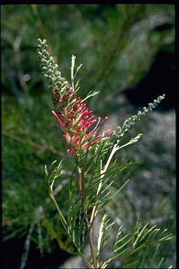 APII jpeg image of Grevillea 'Lana Marie'  © contact APII