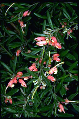 APII jpeg image of Grevillea 'Poorinda Tranquility'  © contact APII