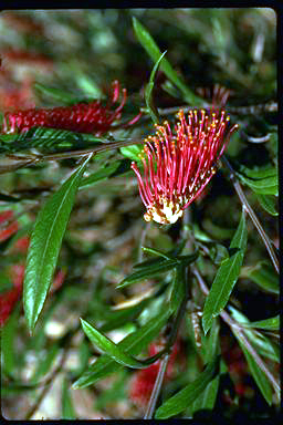 APII jpeg image of Grevillea 'Sid Cadwell'  © contact APII